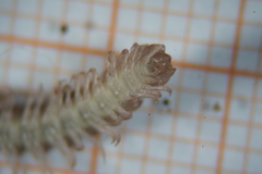 Polydesmus testaceus