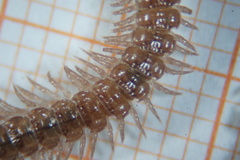 Polydesmus testaceus