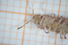 Polydesmus testaceus