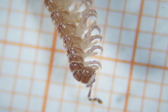 Polydesmus testaceus