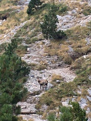 Rupicapra rupicapra balcanica