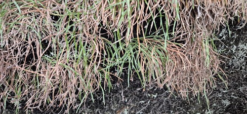 Microschizaea rupestris, 2025-08-17