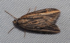 Chesias legatella