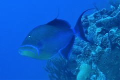 Balistes vetula