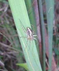Oxyopes elegans