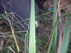 Oxyopes elegans