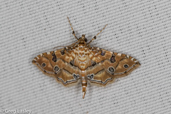 Ommatospila narcaeusalis