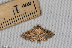 Ommatospila narcaeusalis