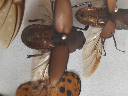 Common Red Stag Beetle