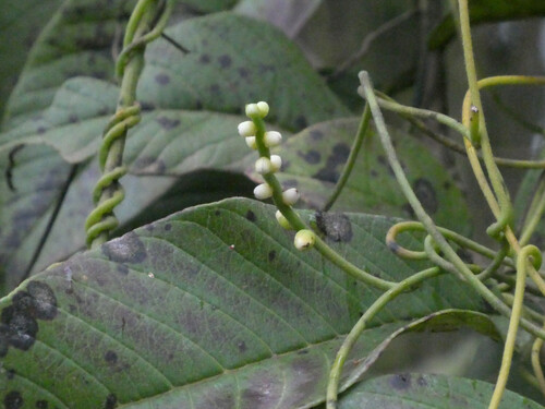 laurel dodder