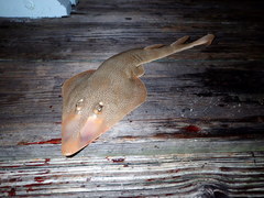 Pseudobatos lentiginosus
