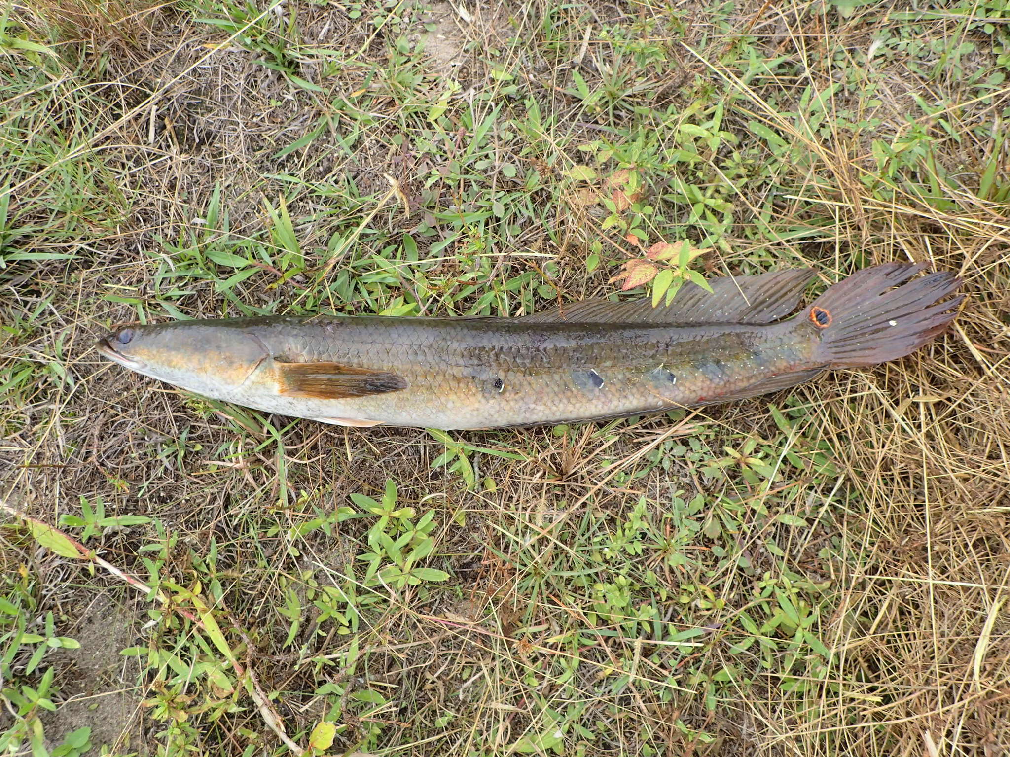 Goldline Snakehead (Channa Aurolineata) Species Profile