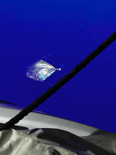 Alexandria pompano (Alectis alexandrina) — Carangidae