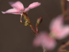 Stylidium ornatum