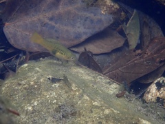 Xiphophorus variatus