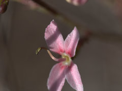 Stylidium ornatum