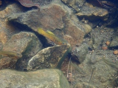 Xiphophorus variatus