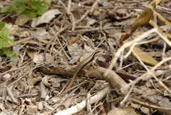 Leiocephalus macropus