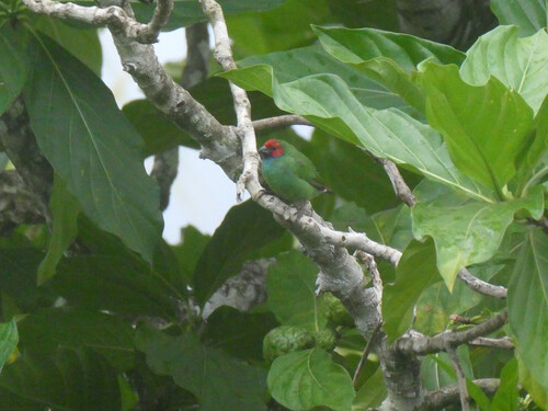 Fiji Parrotfinch