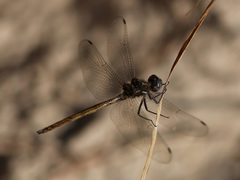 Macrothemis inacuta