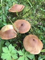 Cortinarius caninus
