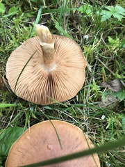 Cortinarius caninus