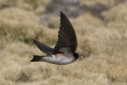 Andean Swallow (Orochelidon andecola), photo 7