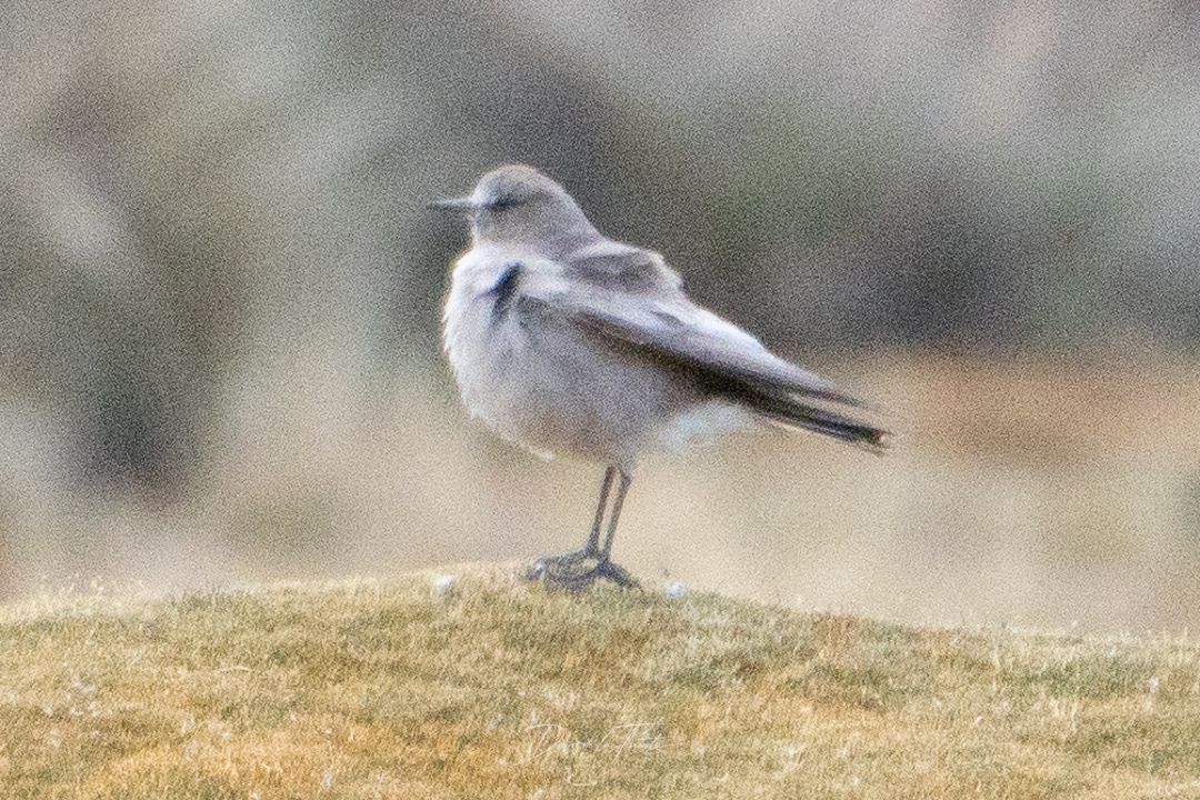 White-fronted Ground Tyrant (Muscisaxicola albifrons), photo 8