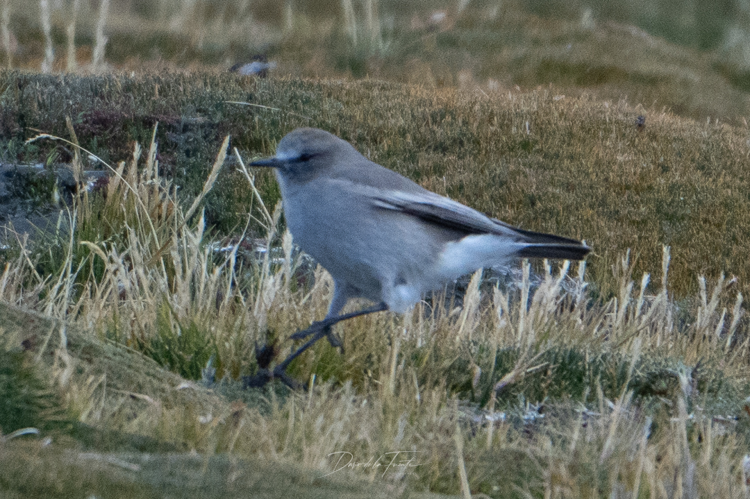 White-fronted Ground Tyrant (Muscisaxicola albifrons), photo 6