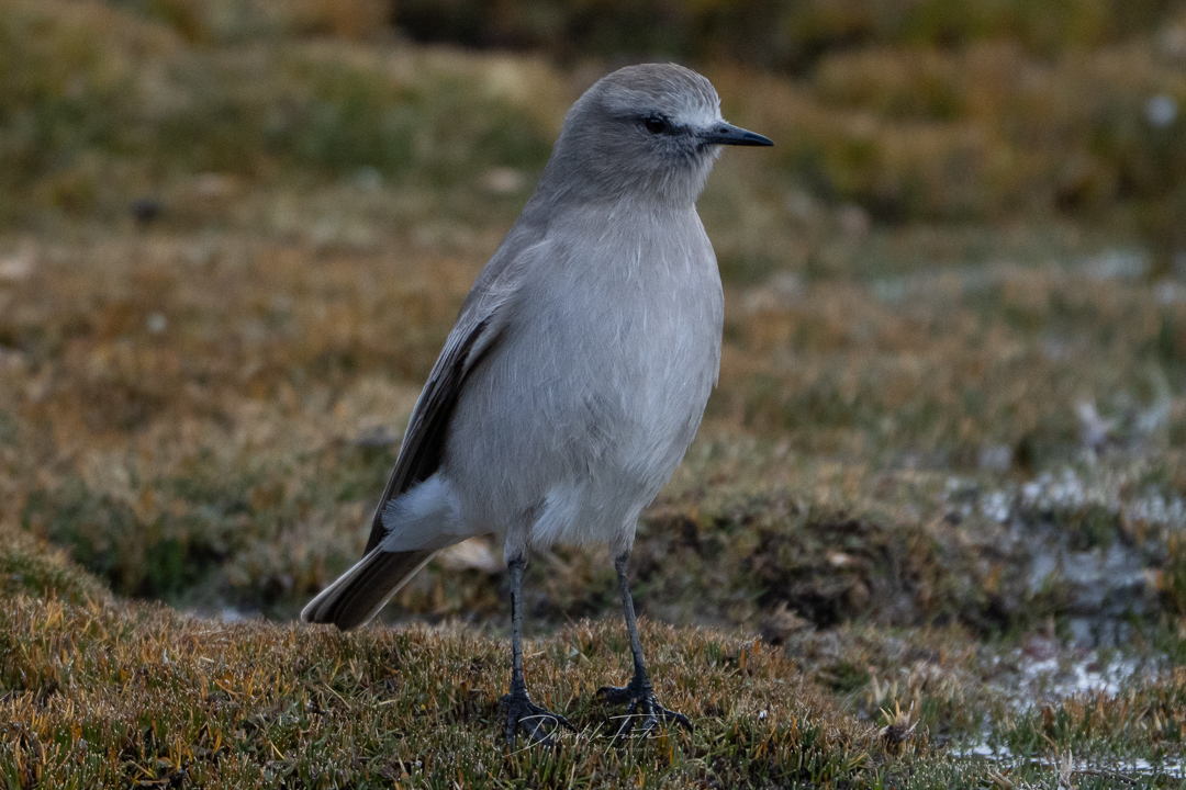 White-fronted Ground Tyrant (Muscisaxicola albifrons), photo 7