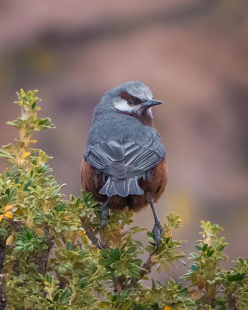 Giant Conebill (Conirostrum binghami), photo 6