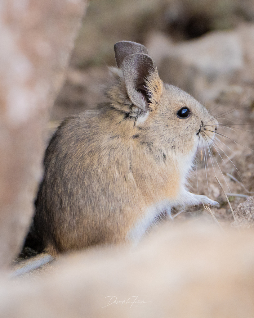 Bolivian Big-eared Mouse