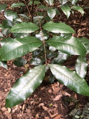 Zanthoxylum brachyacanthum