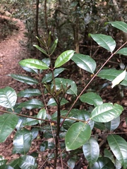 Zanthoxylum brachyacanthum