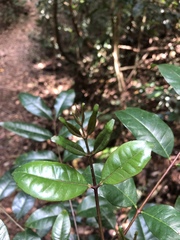 Zanthoxylum brachyacanthum