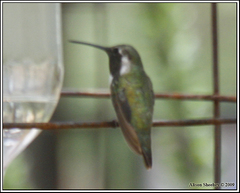 Calothorax lucifer × Calypte costae