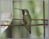 Calothorax Sheartails × Anna's and Costa's Hummingbirds - Photo (c) Alison Sheehey, some rights reserved (CC BY-NC-ND), uploaded by Alison Sheehey