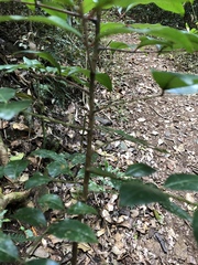 Zanthoxylum brachyacanthum