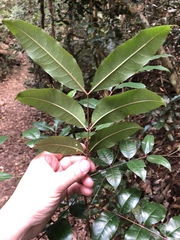 Zanthoxylum brachyacanthum