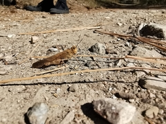 Circotettix undulatus