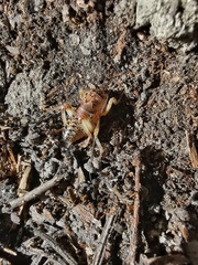 Cyphoderris