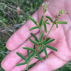 Lespedeza angustifolia