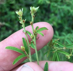 Lespedeza angustifolia