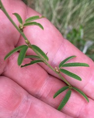 Lespedeza angustifolia