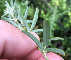 Lespedeza angustifolia