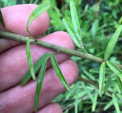 Lespedeza angustifolia