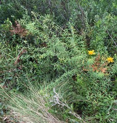Lespedeza angustifolia