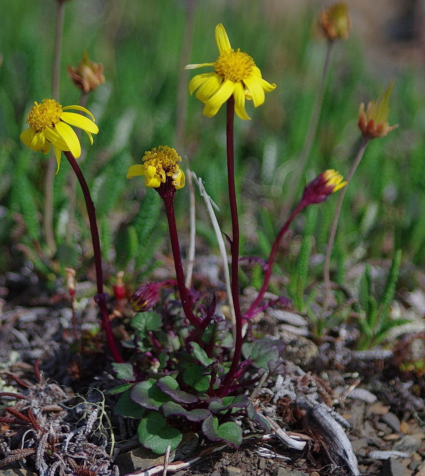 Packera cymbalaria
