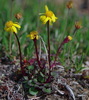 Dwarf Arctic Groundsel - Photo (c) Andy Fyon, some rights reserved (CC BY-NC), uploaded by Andy Fyon