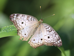 Anartia jatrophae